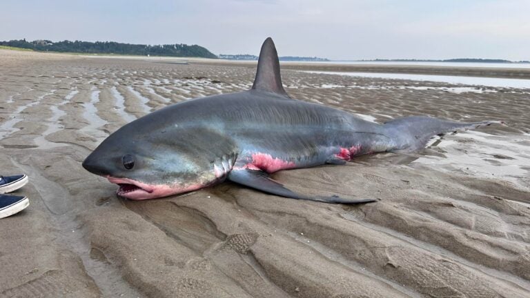 A thresher shark washed up on Crane Beach in Ipswich, Massachusetts.