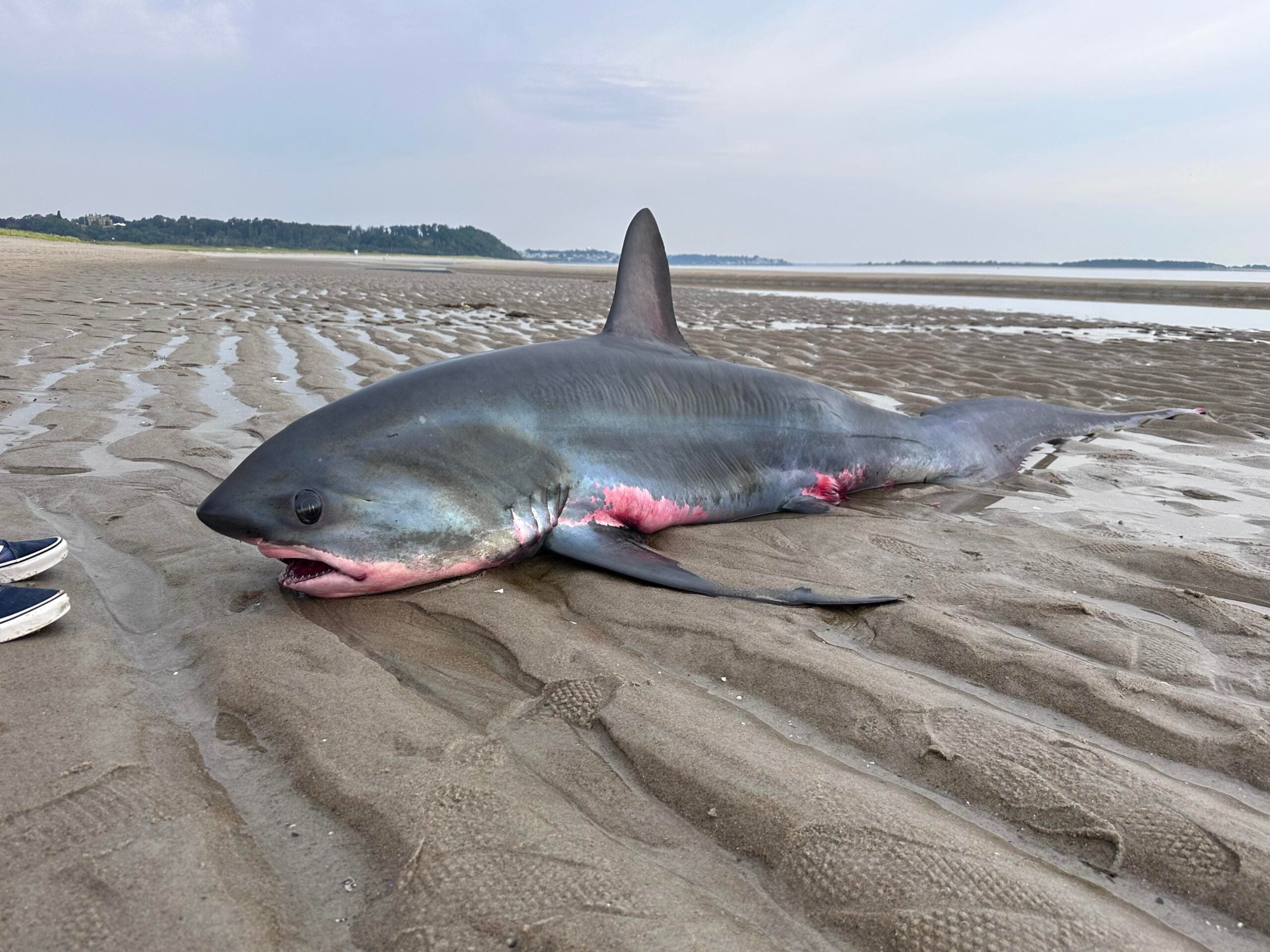 A thresher shark washed up on Crane Beach in Ipswich, Massachusetts.