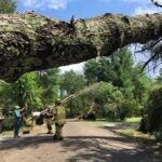 A fallen tree on Tinkham Lane in Mattapoisett.