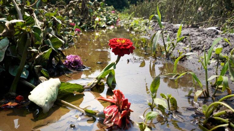 A zinnia flower stem rises from the floodwaters that destroyed crops at Intervale Community Farm in July in Burlington, Vt.