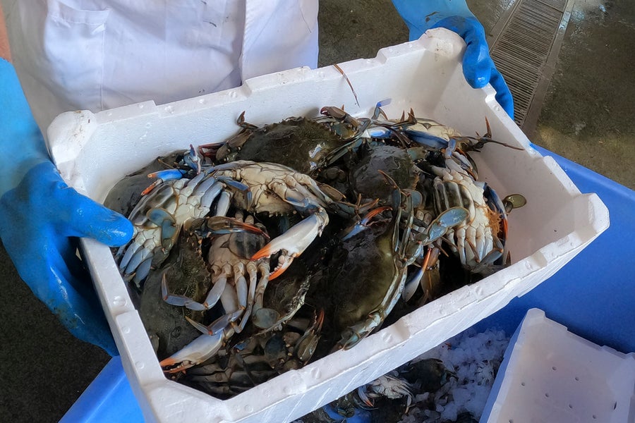 Can't beat them? Eat them. Italians cope with blue crab invasion.