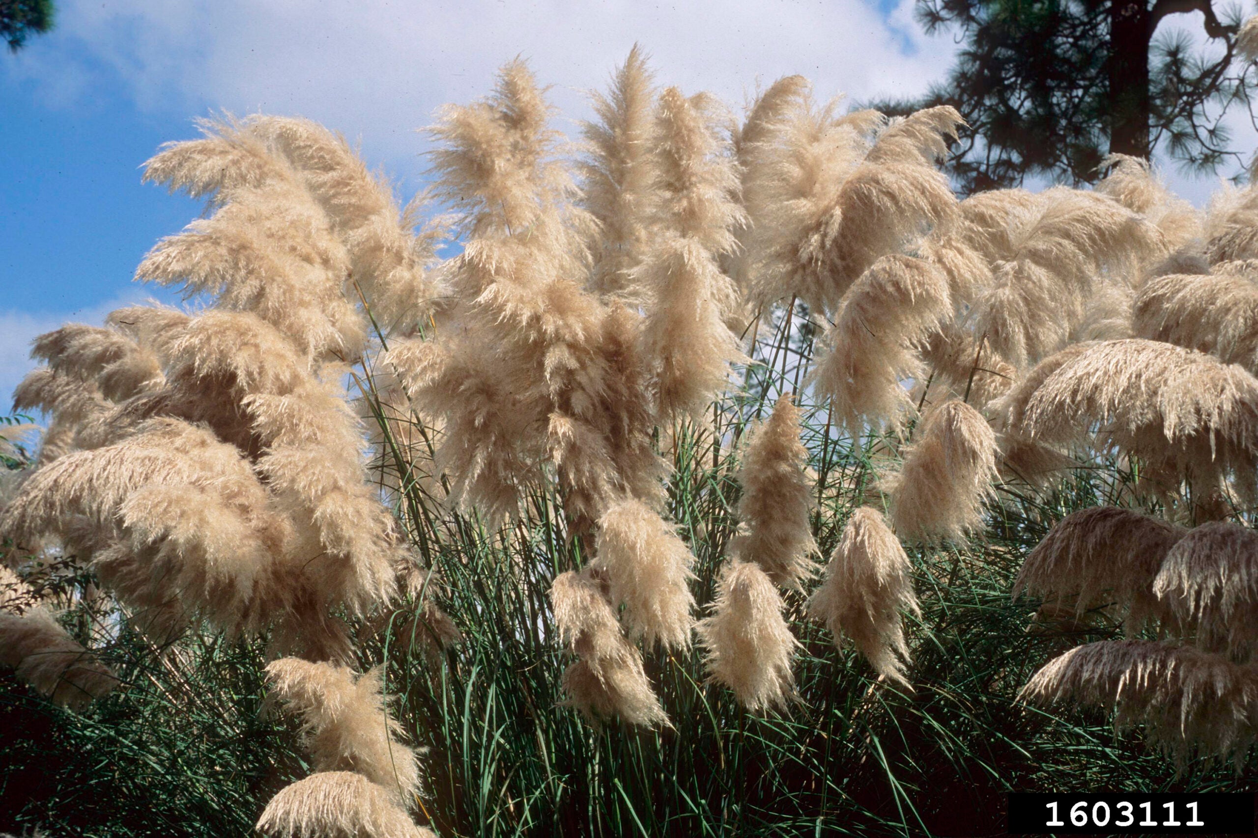 Some plants and trees are more flammable than others