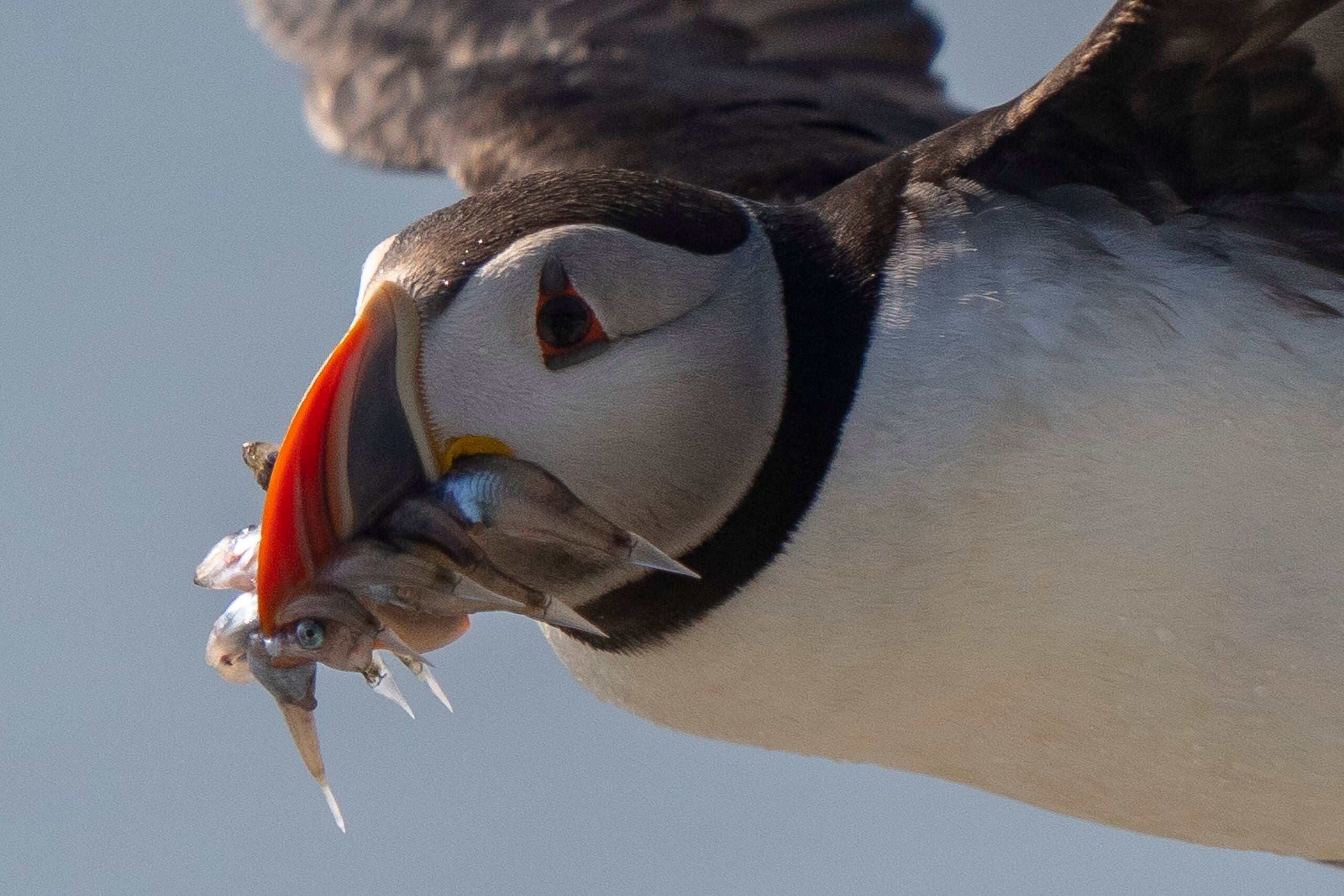 An Atlantic puffin flies with baitfish.