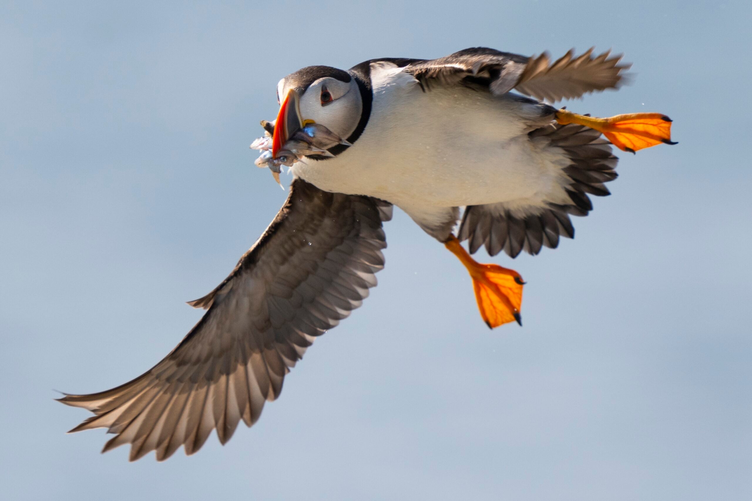 An Atlantic puffin comes in for a landing while bringing in fish to feed its chick.