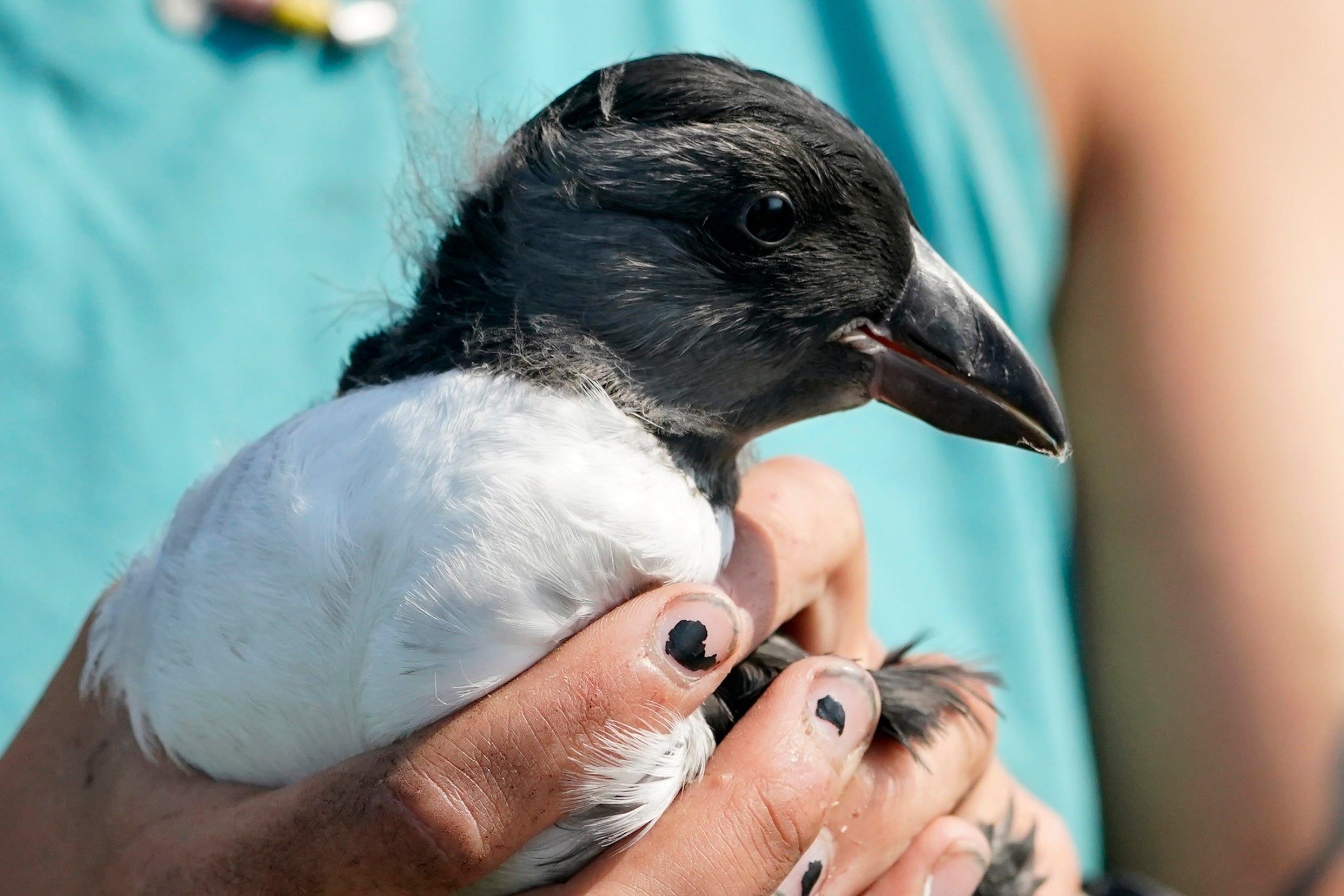 An Atlantic puffin chick is held by a biologist.