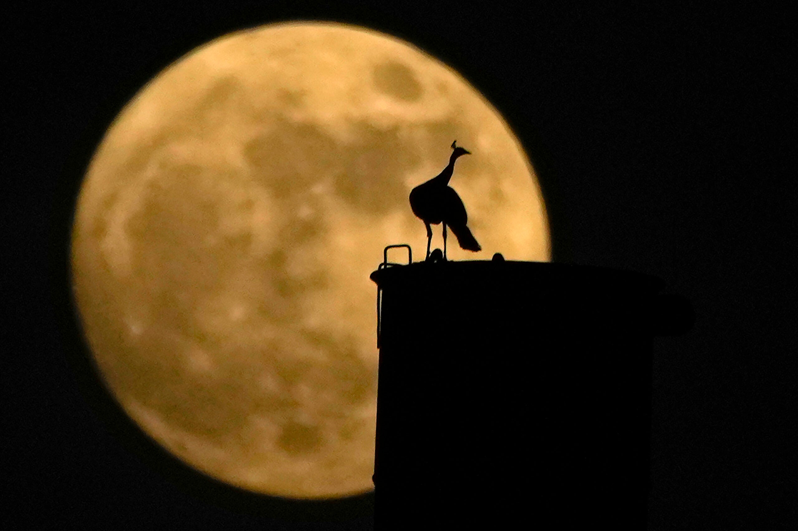 A peacock sits on a chimney as a nearly full moon rises behind it.