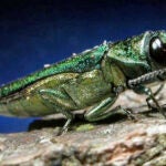 An adult emerald ash borer.