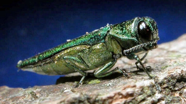 An adult emerald ash borer.