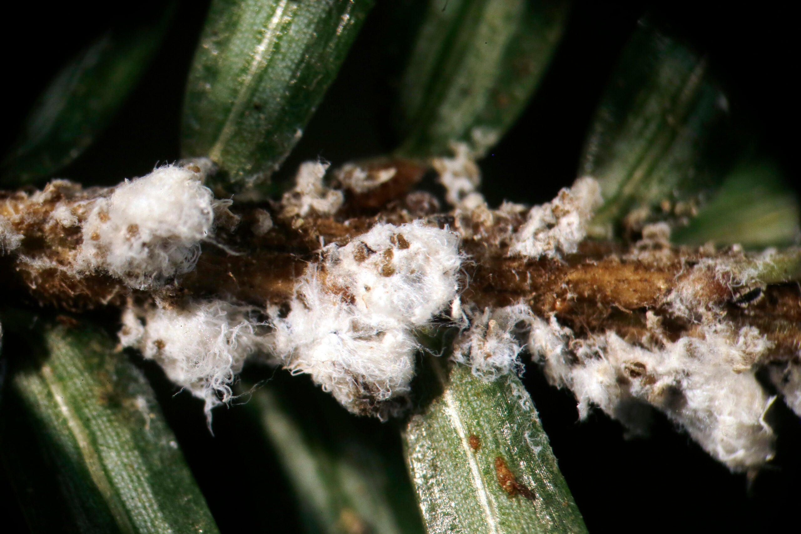 Hemlock woolly adelgids are seen on hemlock tree needles through a microscope at a lab