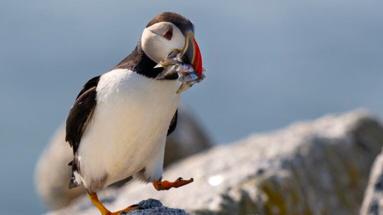 An Atlantic puffin brings a beak full of baitfish to feed its chick in a burrow under rocks on Eastern Egg Rock.