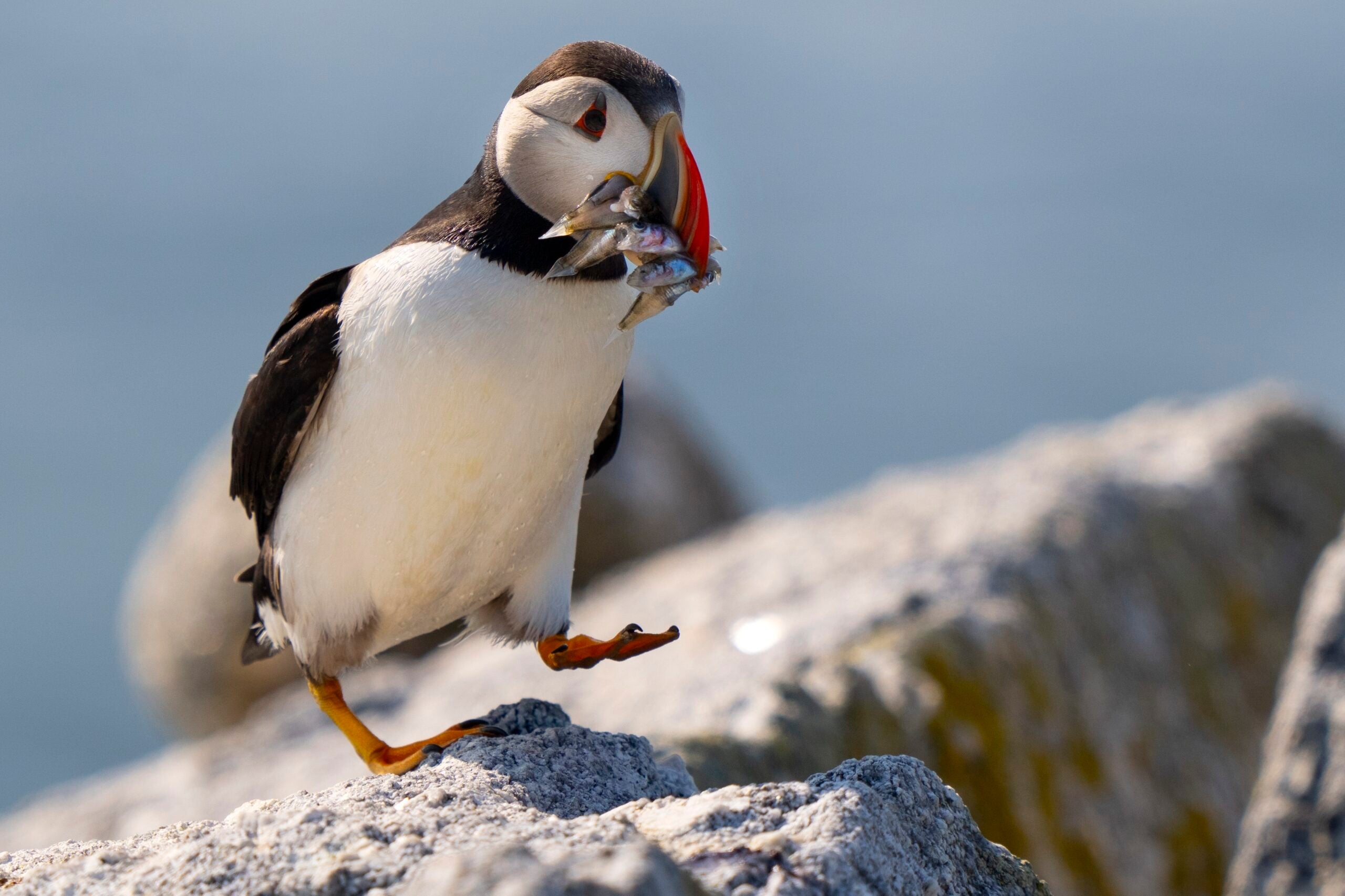 Puffin colonies in Maine see second straight rebound year