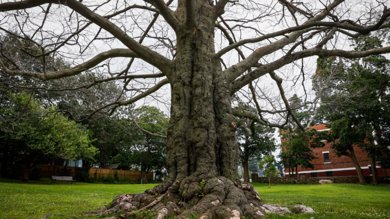 Tree Anatomy: Nuts - For The Love Of Trees, LLC : For The Love Of Trees, LLC