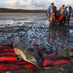 An International Fund for Animal Welfare team carries a stranded common dolphin to a waiting vehicle while another waits to be rescued at Herring River.