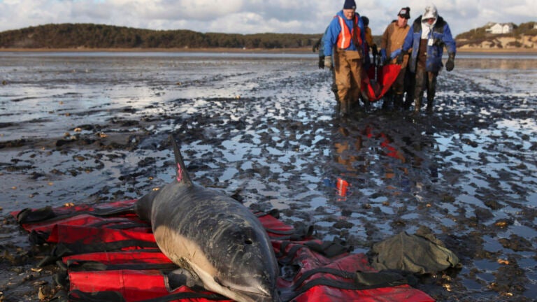 An International Fund for Animal Welfare team carries a stranded common dolphin to a waiting vehicle while another waits to be rescued at Herring River.