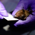 Biologist Ashley Wilson measures a big brown bat.