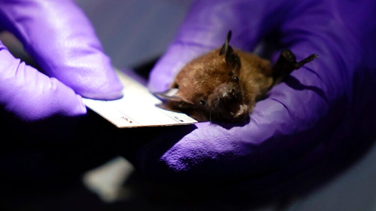 Biologist Ashley Wilson measures a big brown bat.