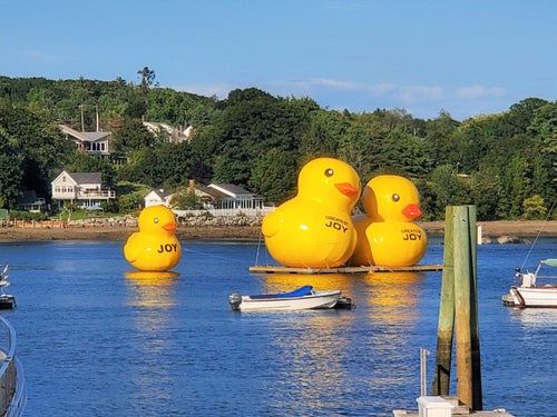 Giant Inflatable Ducks Are Floating In This Maine Harbor 0898