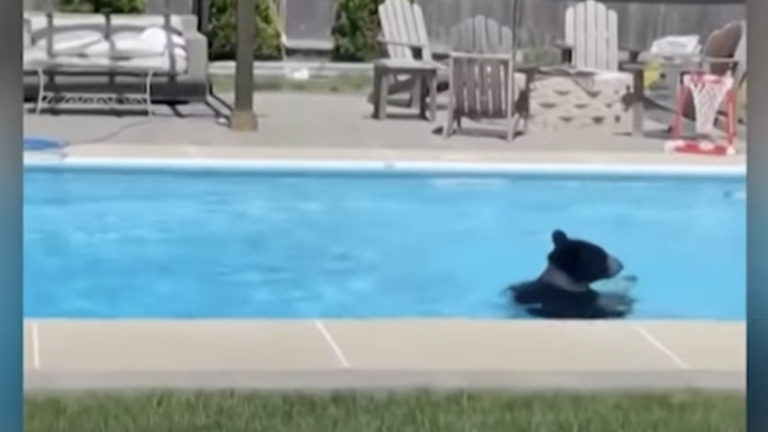 Another day, another bear sighting in a southern Mass. swimming pool - Vimarsana News