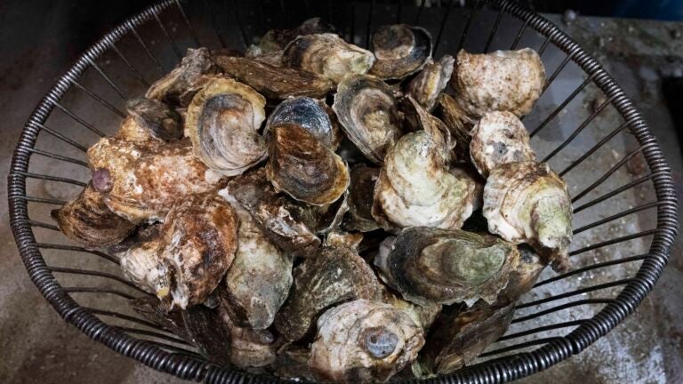 A basket of oysters.