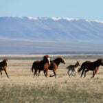 Wild horses gallop on the Fort McDermitt Paiute-Shoshone Indian Reservation on April 25, 2023, near McDermitt, Nevada.