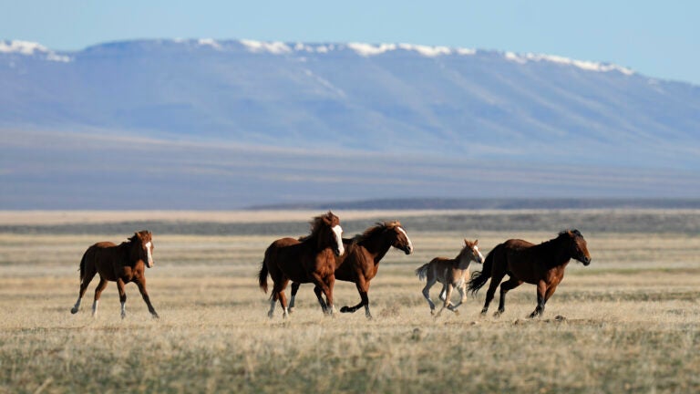 Wild horses gallop on the Fort McDermitt Paiute-Shoshone Indian Reservation on April 25, 2023, near McDermitt, Nevada.