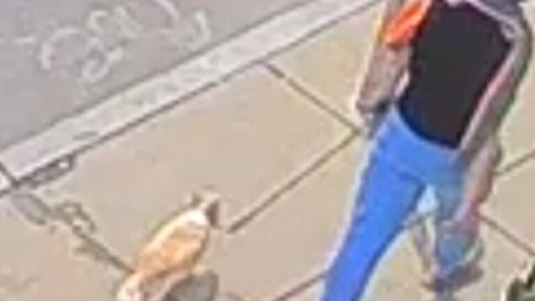 Person walking a Chihuahua.