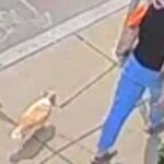 Person walking a Chihuahua.