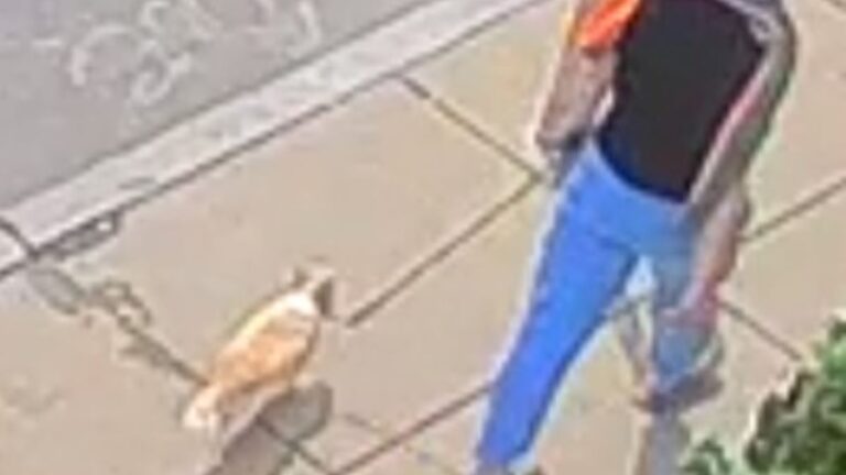 Person walking a Chihuahua.