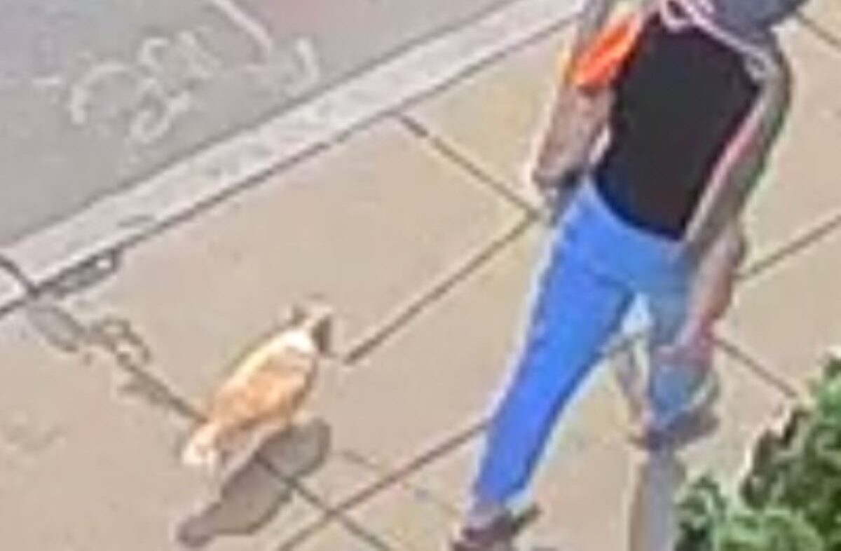 Person walking a Chihuahua.