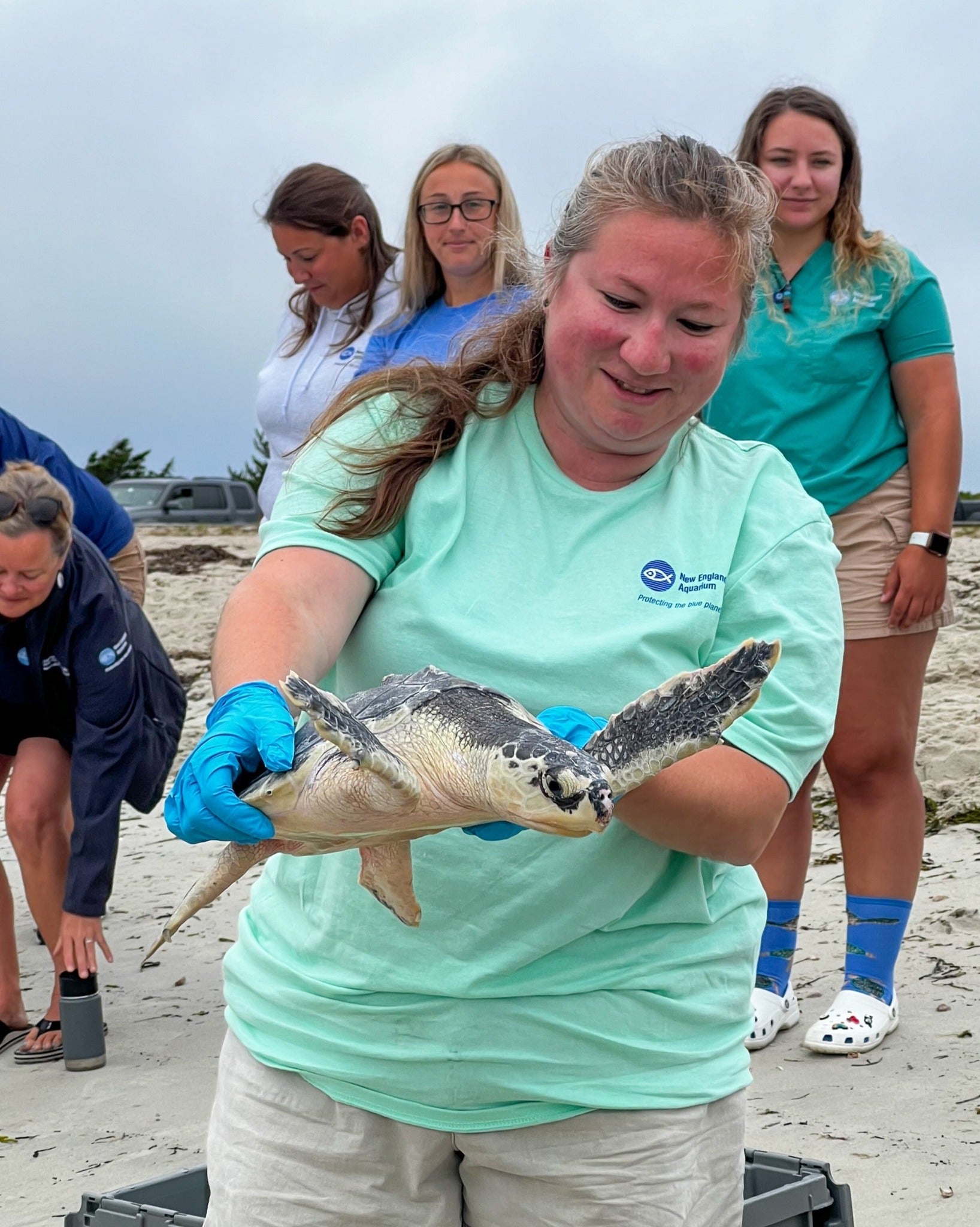 Cape Cod strands more dolphins than anywhere else. Now they're