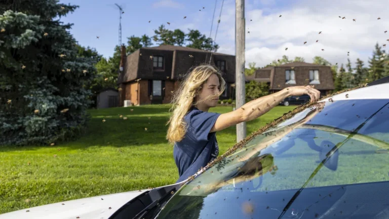 Woman removes bees from a car windhshield by hand.