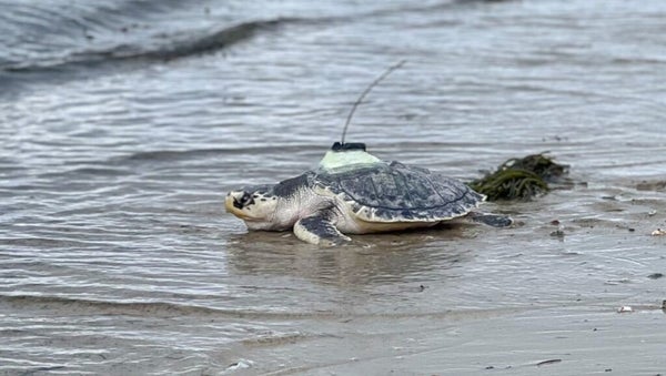 Sea Turtles Rescued New England Aquarium releases two turtles after 8 months of rehab