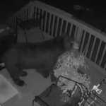 Bear on a person's deck.