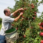 Apple picking