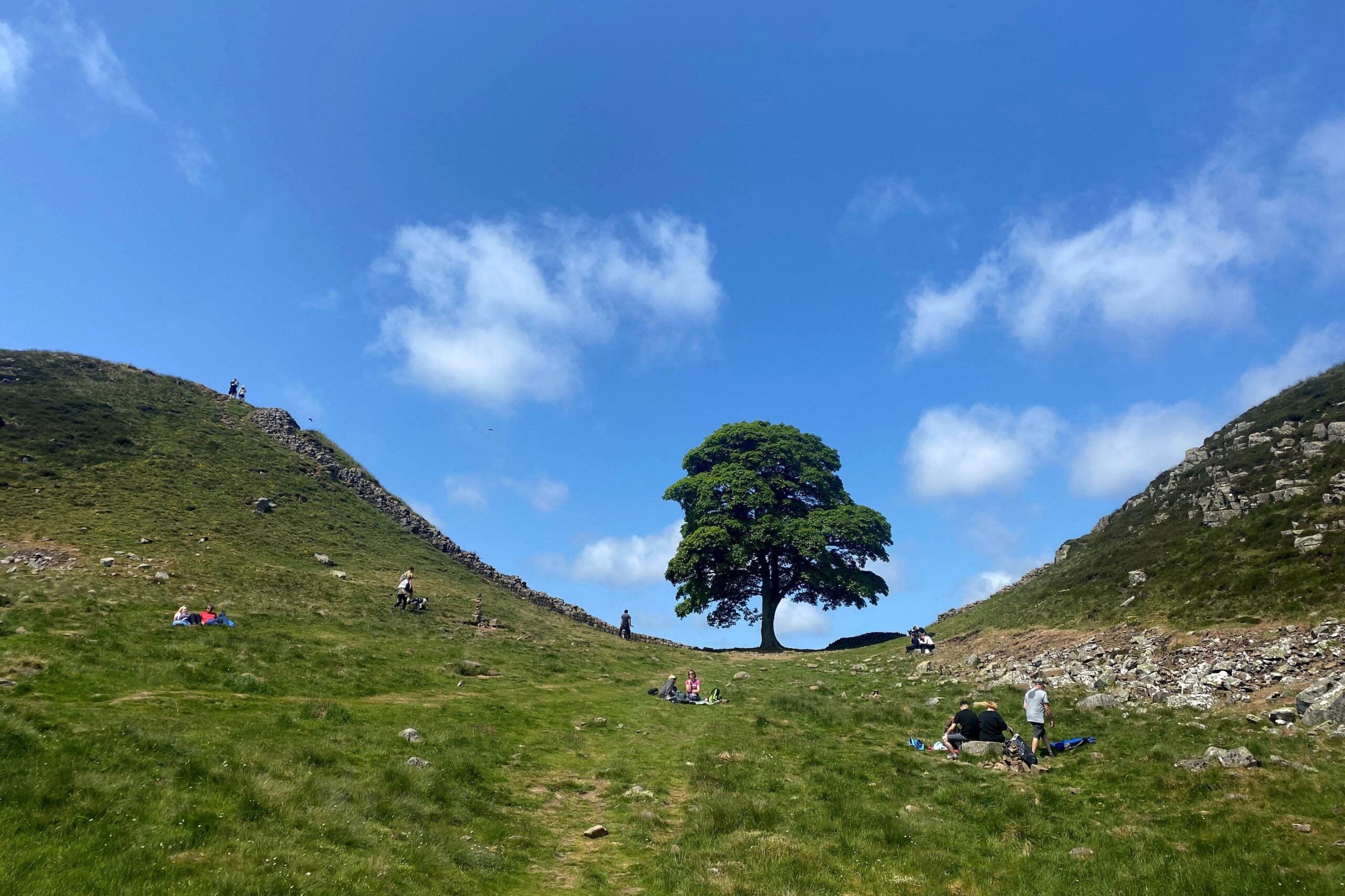 Sycamore Gap: Teen arrested after 200-year-old Hadrian's Wall tree  'deliberately felled
