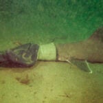 A baby shark stuck in a work glove.