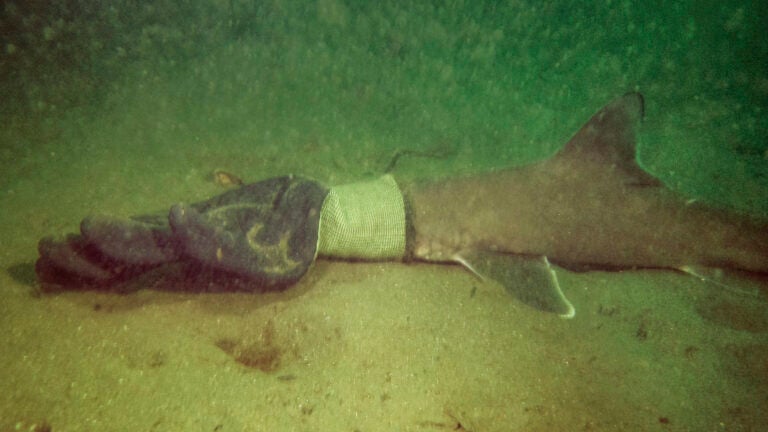 Baby Shark' proves it will be stuck in your head forever as it hits   milestone