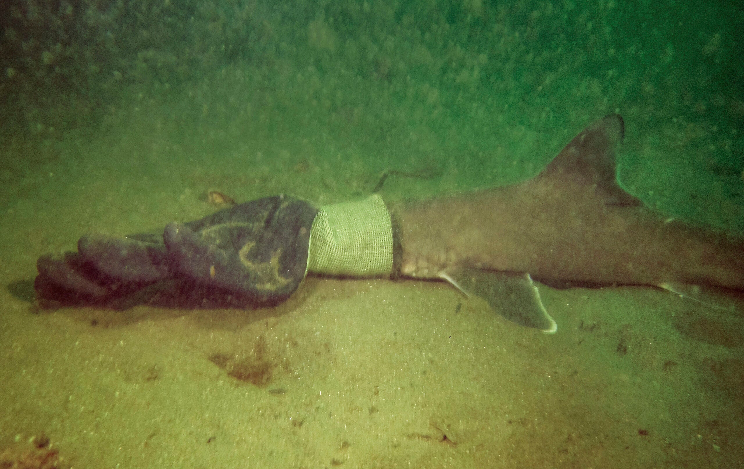 A baby shark stuck in a work glove.