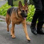 FILE - President Joe Biden's dog Commander, a German shepherd, is walked outside the West Wing of the White House in Washington, April 29, 2023.