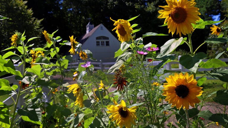 Boston weather -- MARSHFIELD, MA - 9/14/2023: Flowers blooming in Marshfield with a barn in the background.