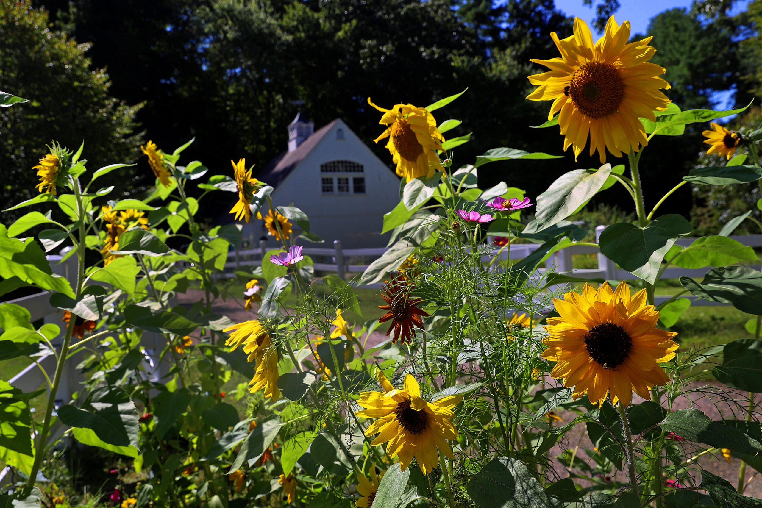 Boston weather -- MARSHFIELD, MA - 9/14/2023: Flowers blooming in Marshfield with a barn in the background.