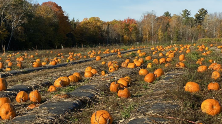 The best pumpkin patch in America is in Maine