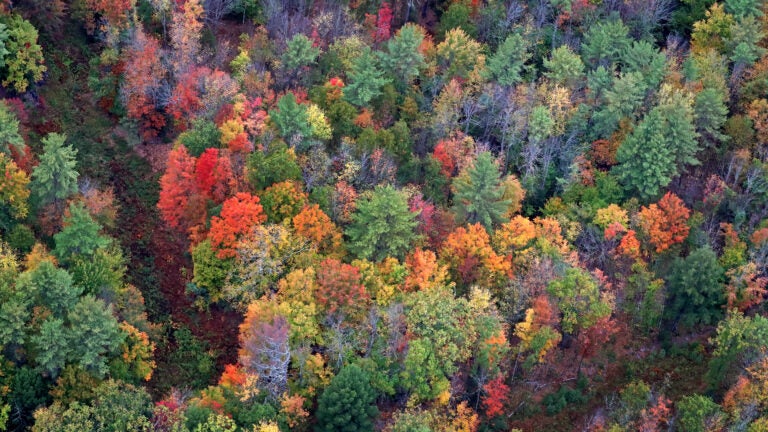 Overhead view of trees changing color in the fall