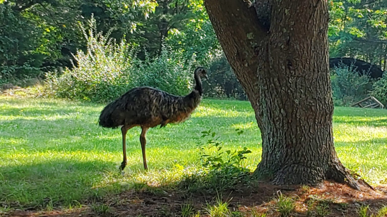 Loose emu evades capture in Lakevillev_1N5nqFiRwB