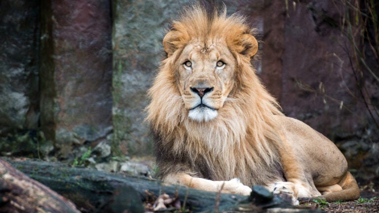 Kamaiah, a lion at Franklin Park Zoo.