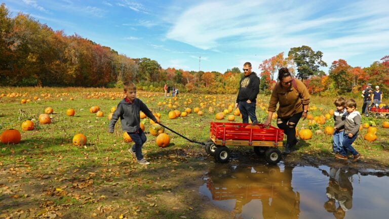 A family walks through a pumpkin patch with a wagon.