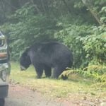 A bear attacked livestock in Hanson, police said.