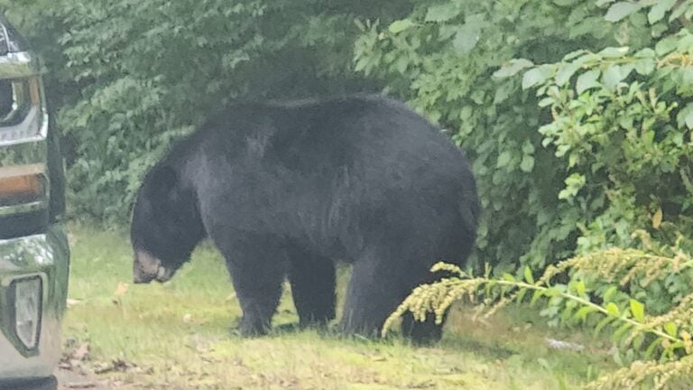 A bear attacked livestock in Hanson, police said.