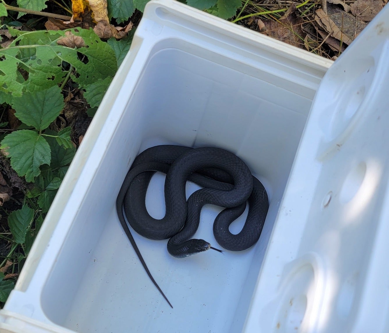 Snake found in toilet safely removed by police, Trending