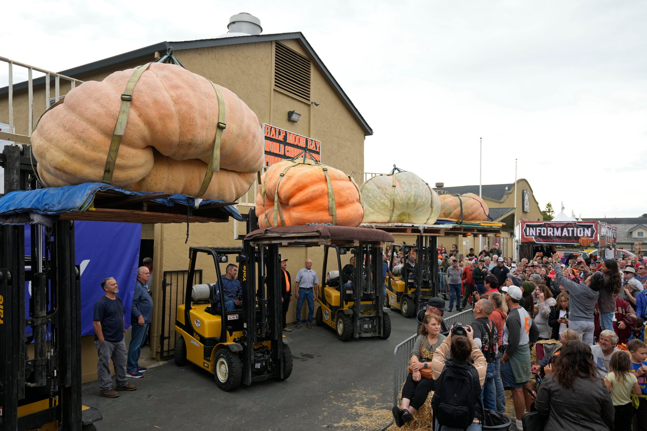 The final four pumpkins to be weighed are lifted up for the crowd at Safeway 50th annual World Championship Pumpkin Weigh-Off in Half Moon Bay, Calif.